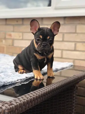 İki sevimli Fransız bulldogu yavrusu