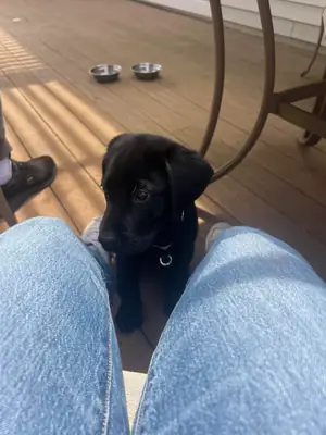 labrador, no tengo tiempo suficiente