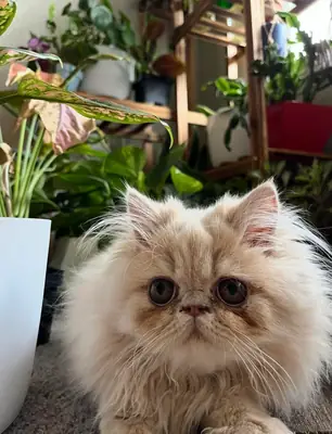 gato persa, busca un hogar más tranquilo