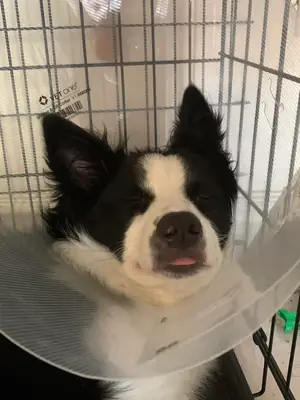 perro activo, necesita más ejercicio