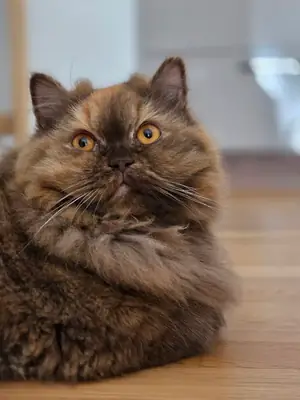 gato tranquilo, cambio de situación