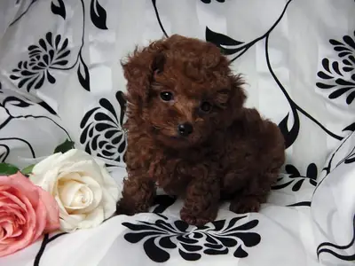 Preciosos cachorros Toy Poodle~ CALIDAD SUPERIOR