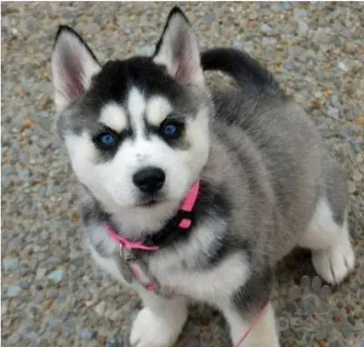 Cachorros de Husky Disponibles. Por favor contáctame a través del número de whatsapp abajo
