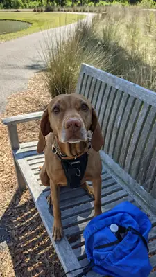 perro activo, necesita más ejercicio