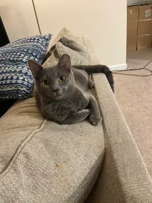 gato tranquilo, mejor en casa más calmada