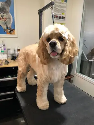 cocker, buen carácter