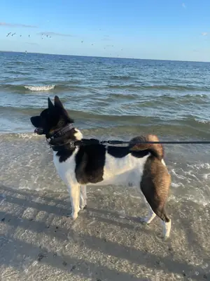 no es para principiantes