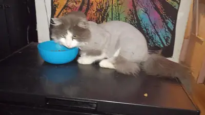 gato grande, necesita espacio