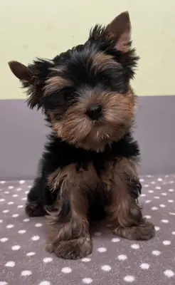 Yorkshire Terrier Puppies