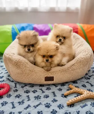 Pomeranian Puppy