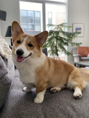 Welsh Corgi en Venta – Alegre y Cariñoso