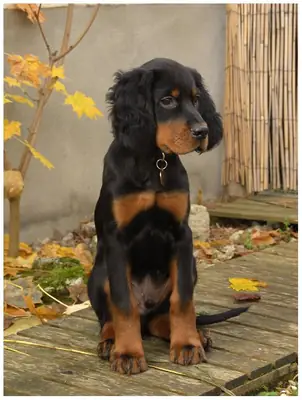 领养一只温柔健康的戈登寻猎犬