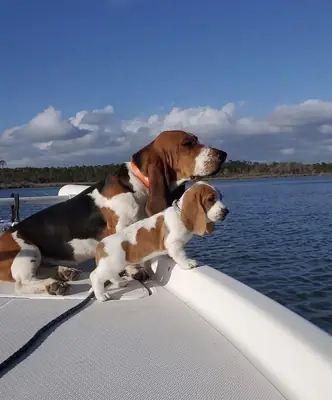 Basset Hound à vendre | Tempérament calme et doux