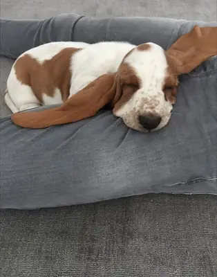 领养一只性格温顺、充满爱心的巴塞特猎犬