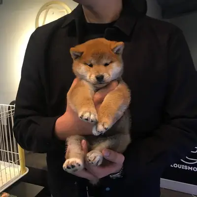 Adoption Shiba Inu intelligent et propre