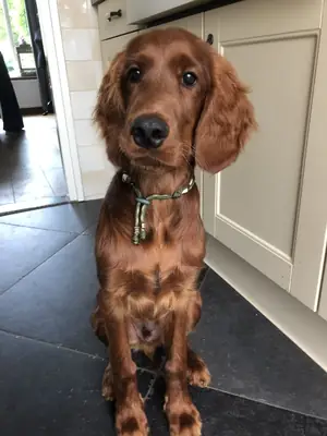 Adoption Setter Irlandais énergique
