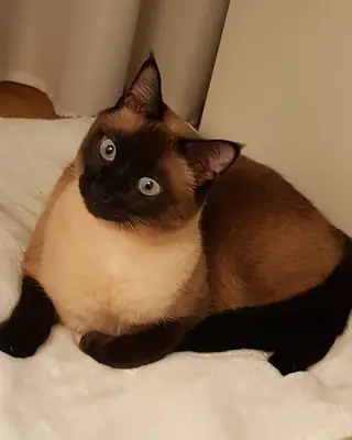 Adoptez un Siamois | Intelligent et Affectueux