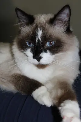 Adopt a Snowshoe | Friendly and Sociable