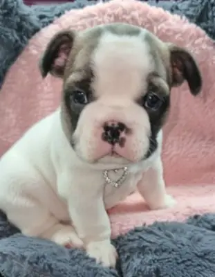 French Bulldog Puppies