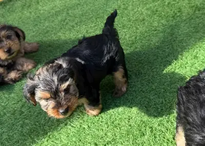 Cachorros Yorkshire Terrier