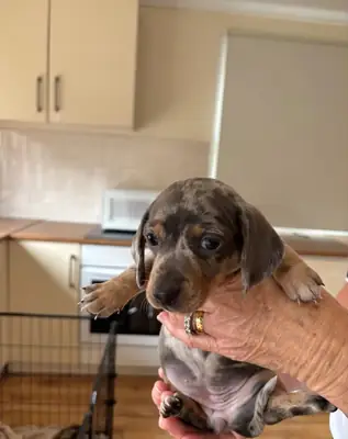 Dachshund Puppies