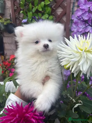 Pomeranian Puppy