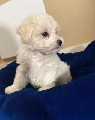Bichon Frise 