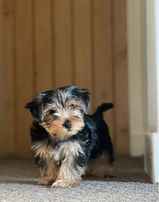 Yorkshire Terrier Puppies