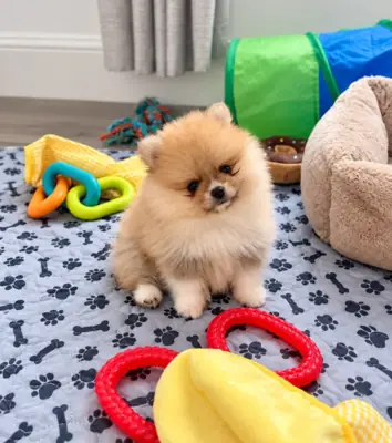 Pomeranian Puppy