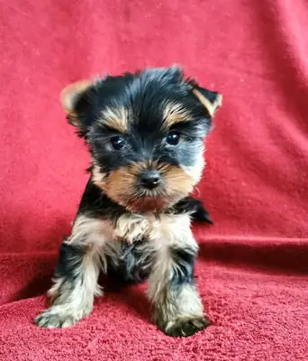 约克夏犬幼犬