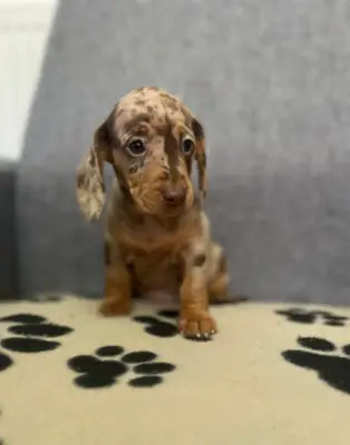 Dachshund Puppies
