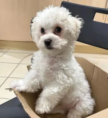 Bichon Frise 