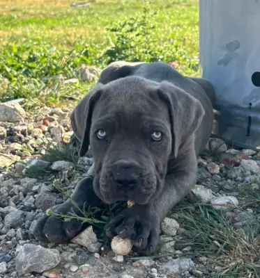 Cane Corso