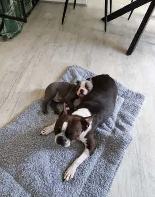 Chiots Boston Terrier
