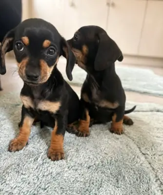 Dachshund Puppies