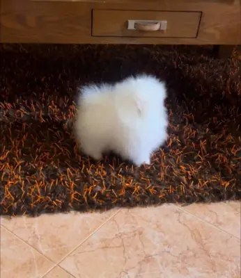 Pomeranian Puppy