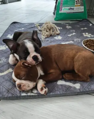 Chiots Boston Terrier