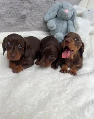 Chiots Teckel