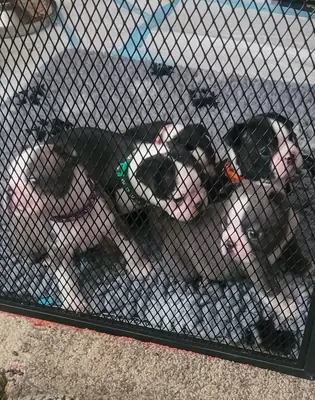 Boston Terrier Yavruları