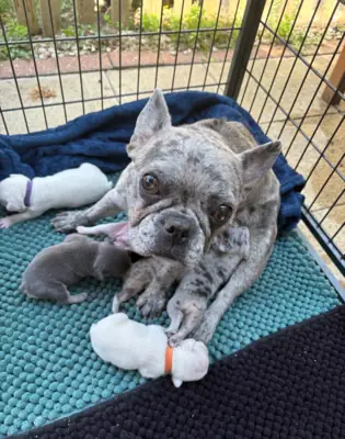 Fransız Bulldog Yavruları
