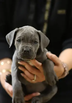 Cane Corso