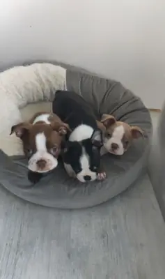 Chiots Boston Terrier