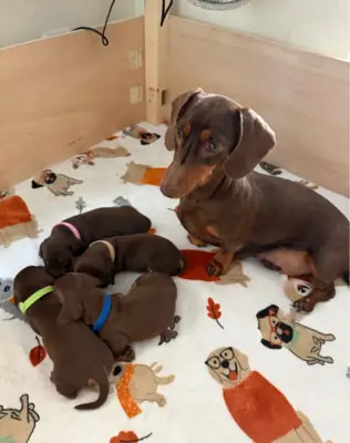 Dachshund Puppies
