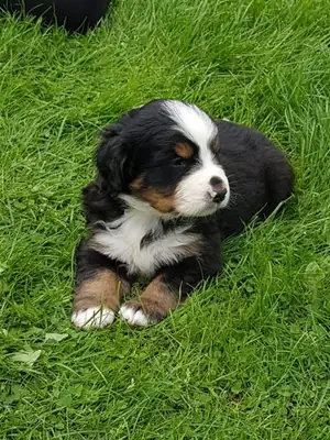 erkek ve dişi Bernese Dağ köpeği yavruları