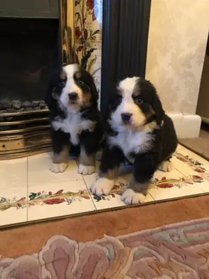erkek ve dişi Bernese Dağ köpeği yavruları