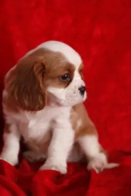 Evlat edinmek için Cavalier King Charles Spaniel