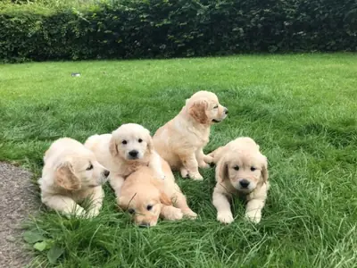 Adorable cachorro Golden Retriever en adopción