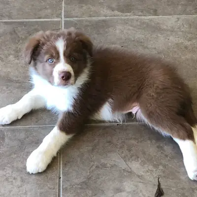 Cachorros de Border Collie juguetones