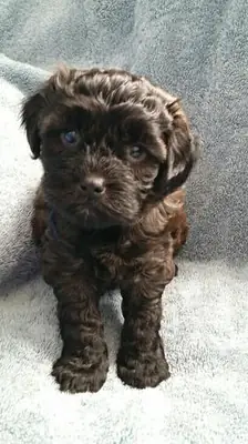 Cachorro Maltipoo macho de color marrón