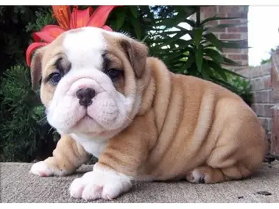 stunning litter Huu clear quality bulldog puppies